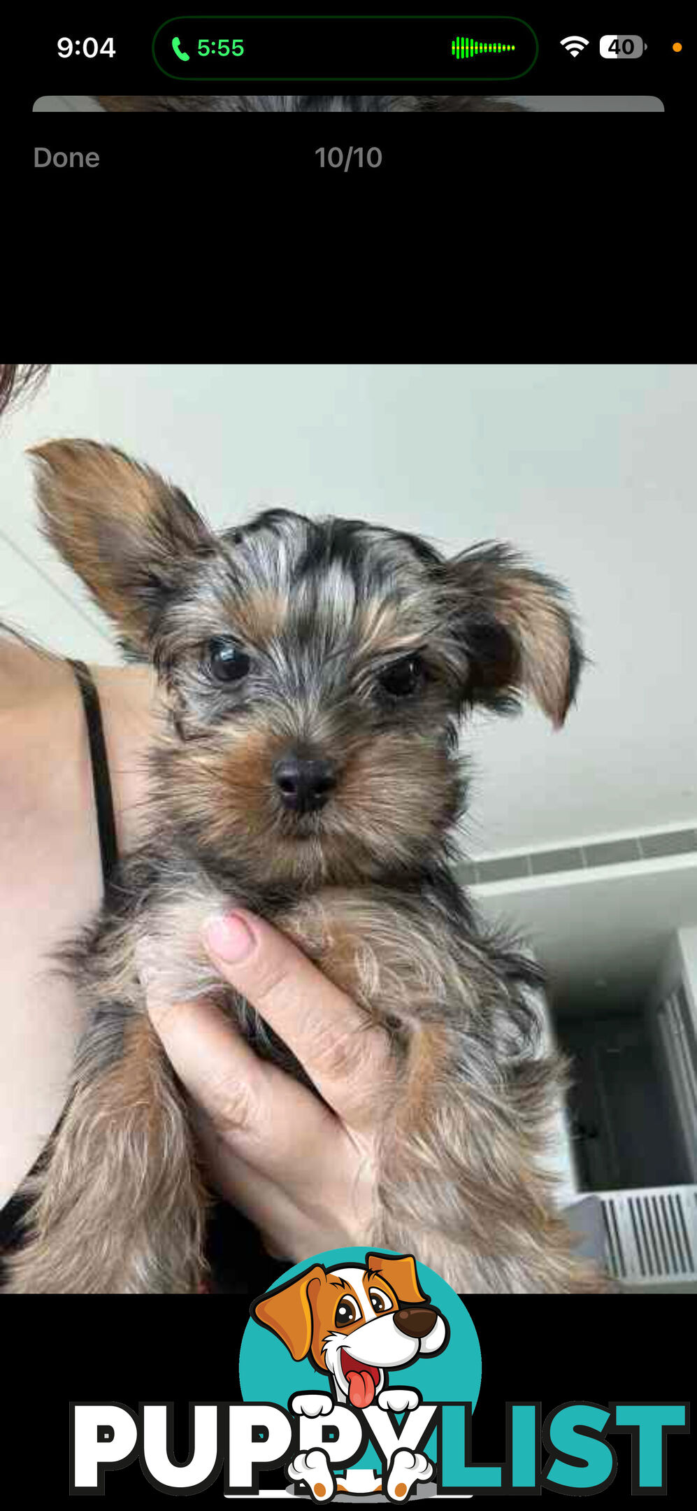 Yorkshire terrier