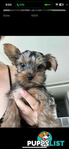 Yorkshire terrier