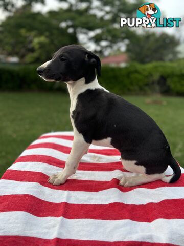 Purebred Whippets Ready to go