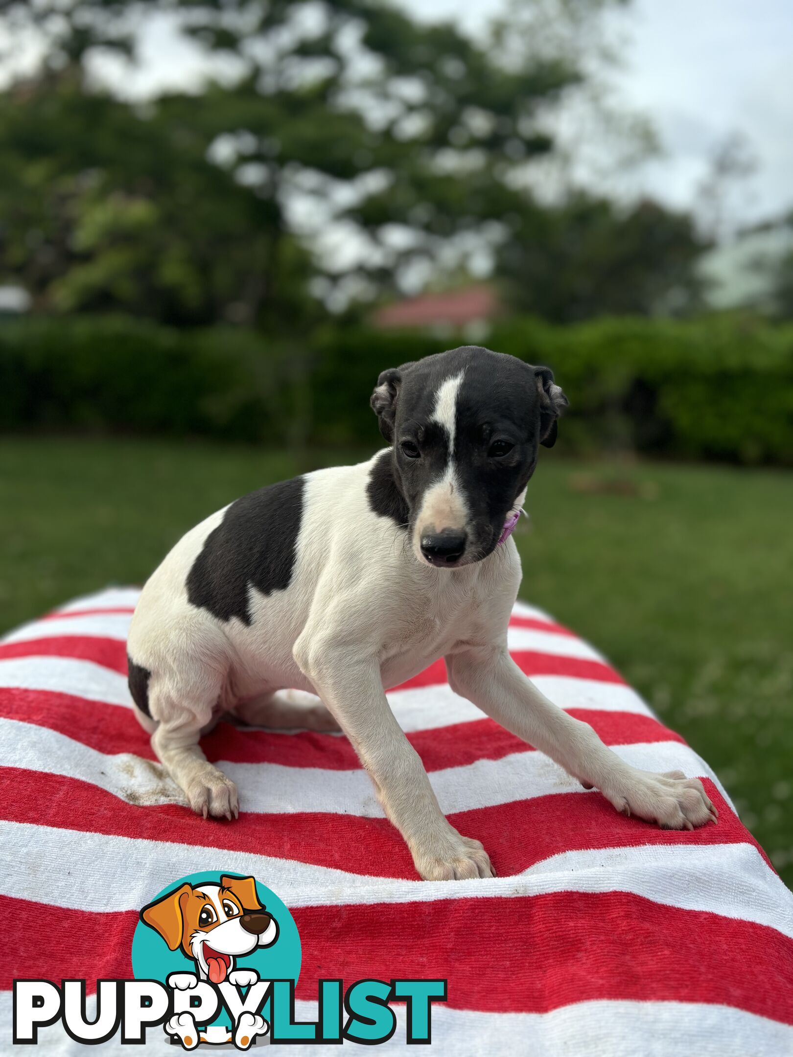 Purebred Whippets Ready to go