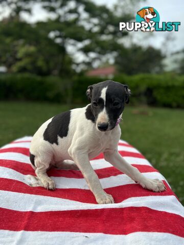 Purebred Whippets Ready to go