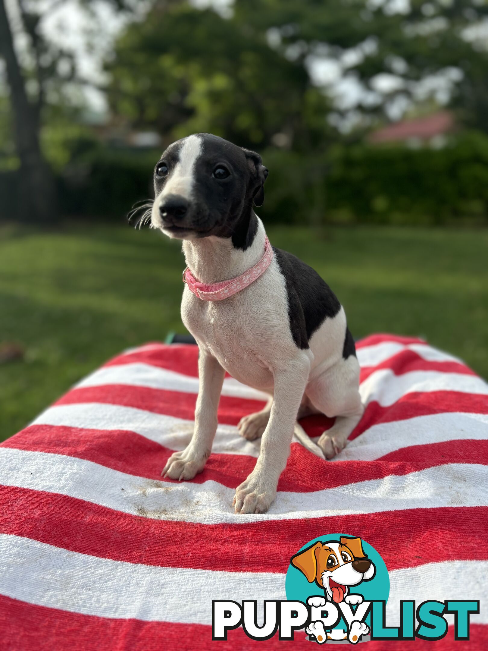 Purebred Whippets Ready to go