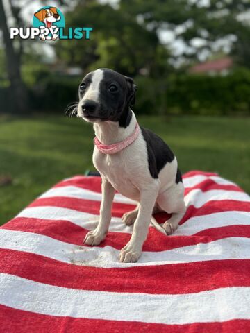 Purebred Whippets Ready to go