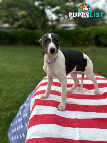 Purebred Whippets Ready to go