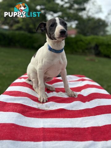 Purebred Whippets Ready to go