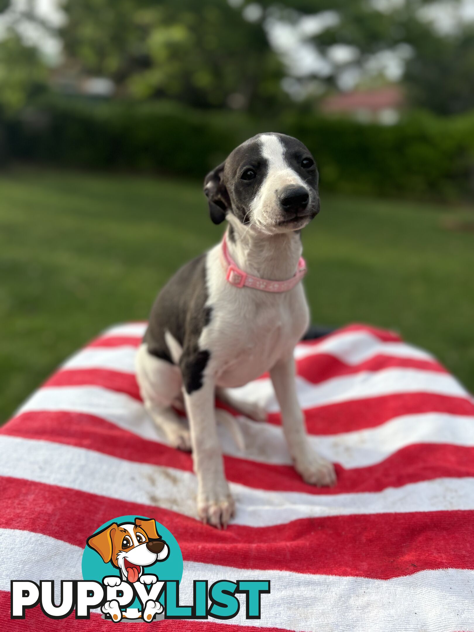 Purebred Whippets Ready to go