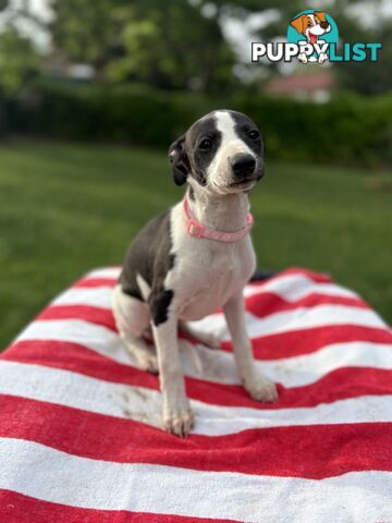 Purebred Whippets Ready to go