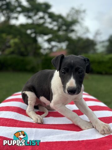 Purebred Whippets Ready to go