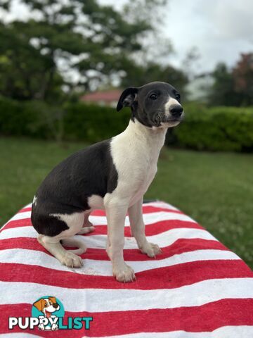 Purebred Whippets Ready to go