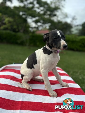 Purebred Whippets Ready to go