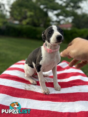 Purebred Whippets Ready to go