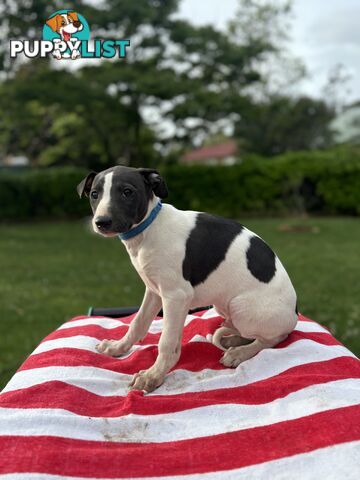 Purebred Whippets Ready to go