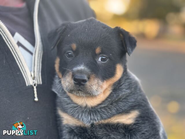 Cattle dog pups