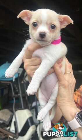 Chihuahua