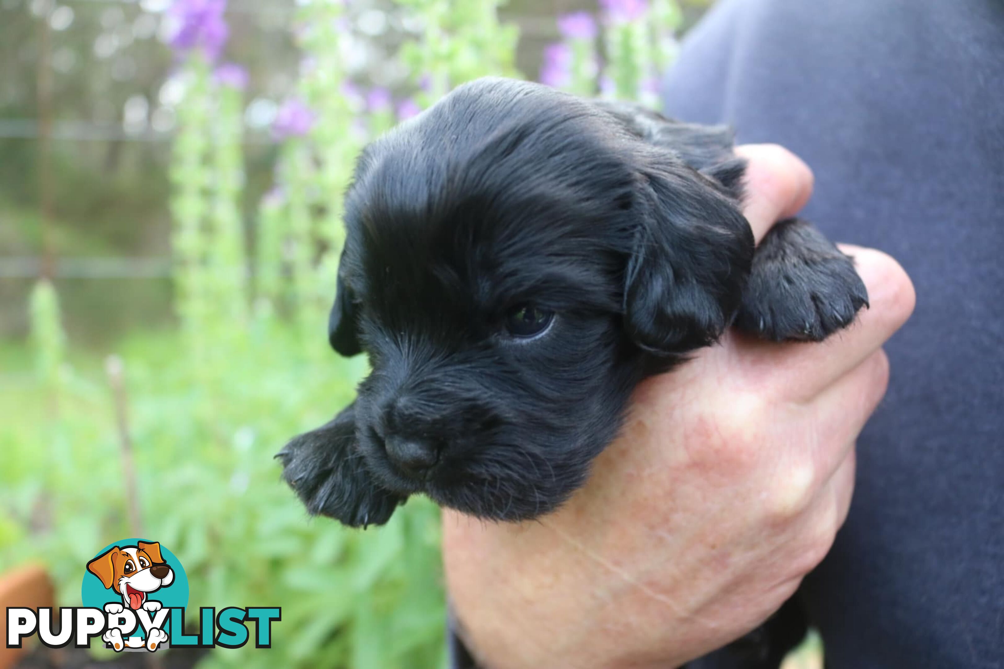 Toy Cavoodle x Cocker Spaniel Puppies