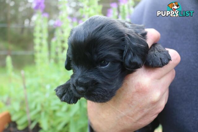 Toy Cavoodle x Cocker Spaniel Puppies