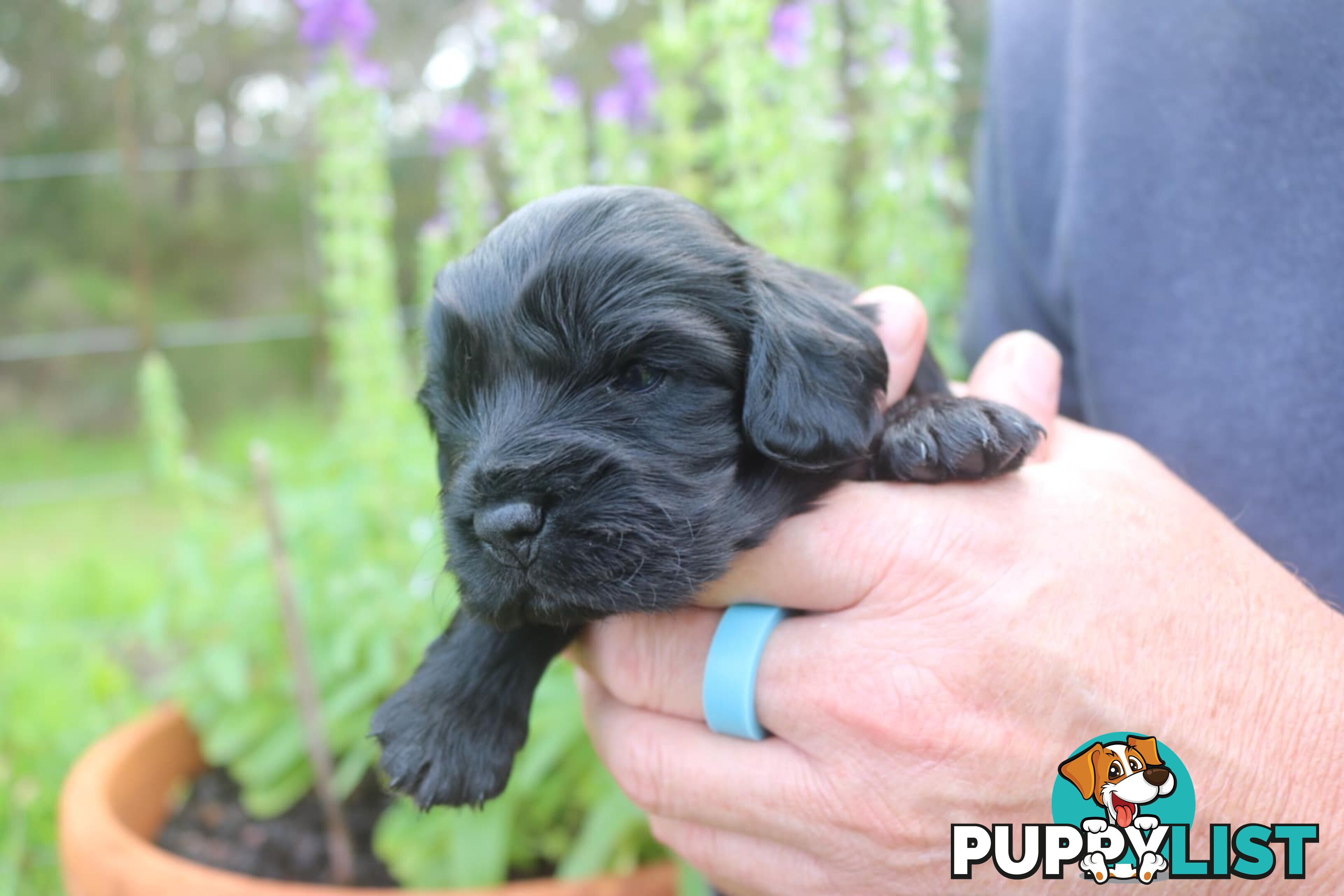 Toy Cavoodle x Cocker Spaniel Puppies