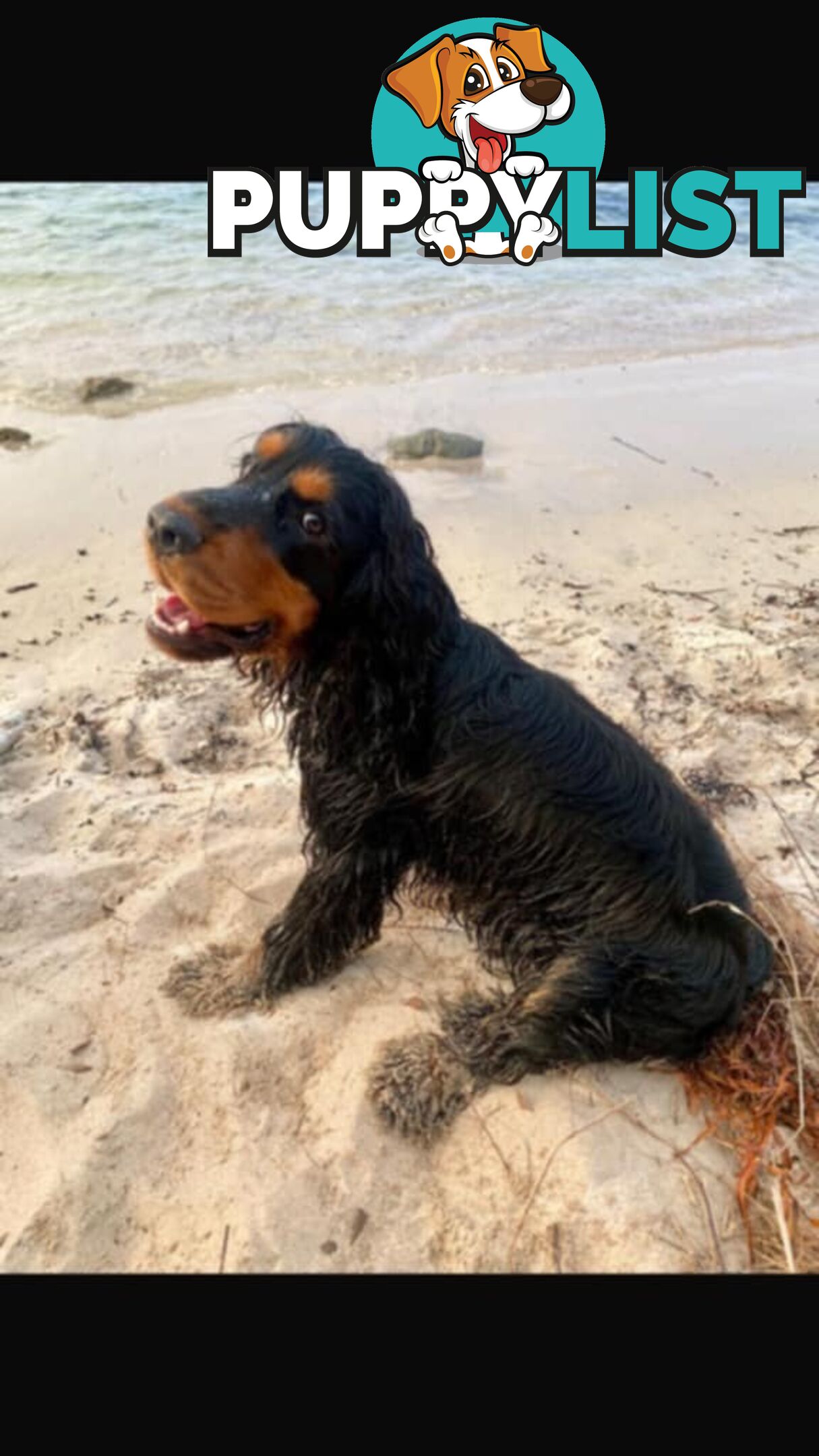 Toy Cavoodle x Cocker Spaniel Puppies