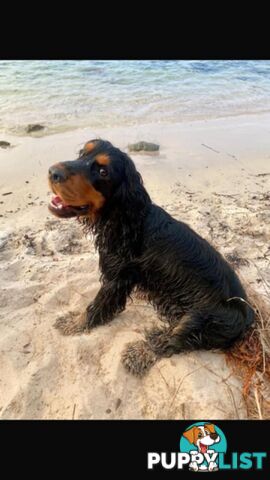 Toy Cavoodle x Cocker Spaniel Puppies