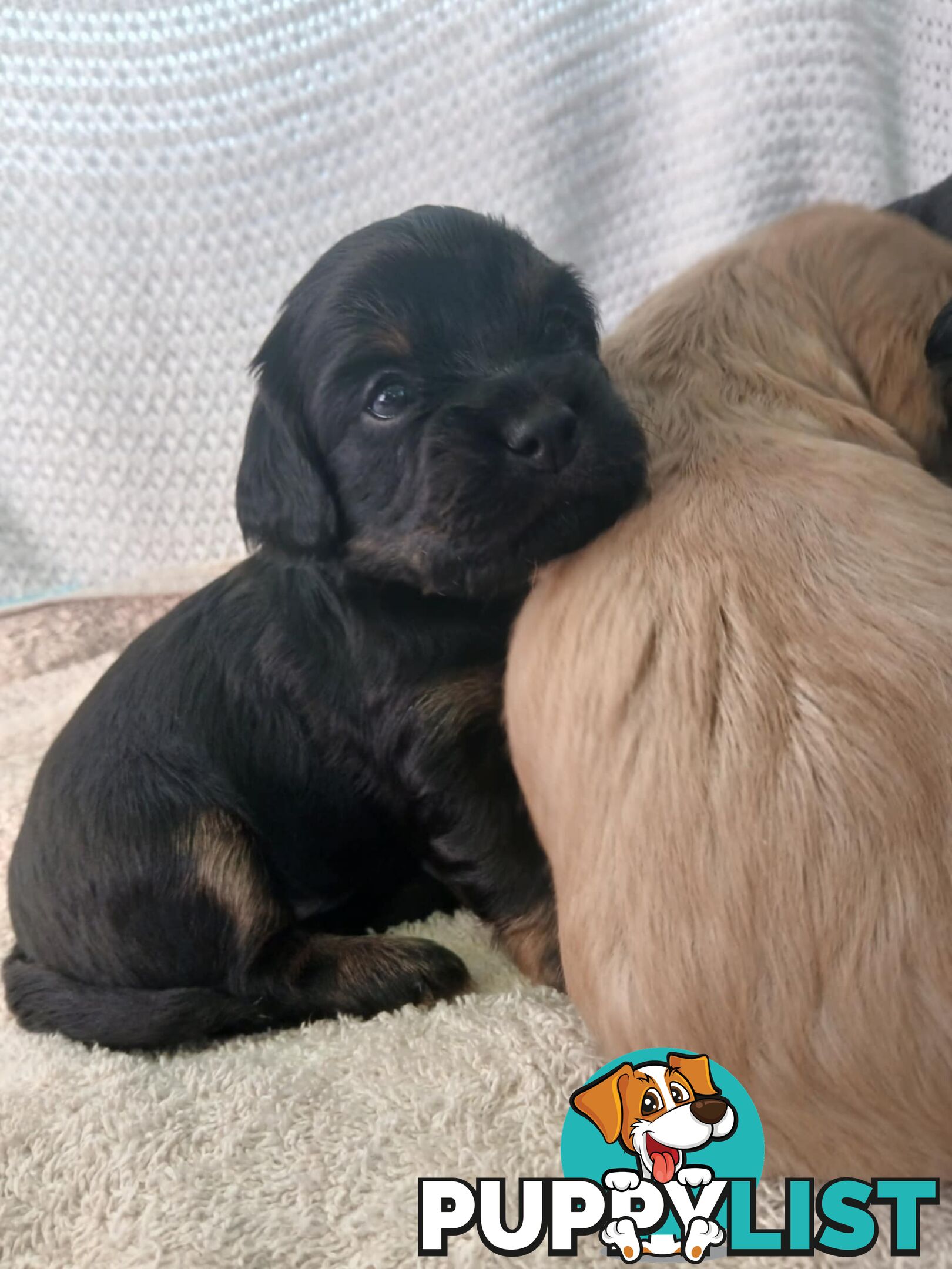 Toy Cavoodle x Cocker Spaniel Puppies