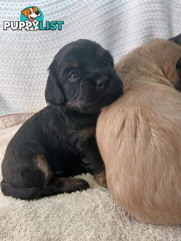 Toy Cavoodle x Cocker Spaniel Puppies
