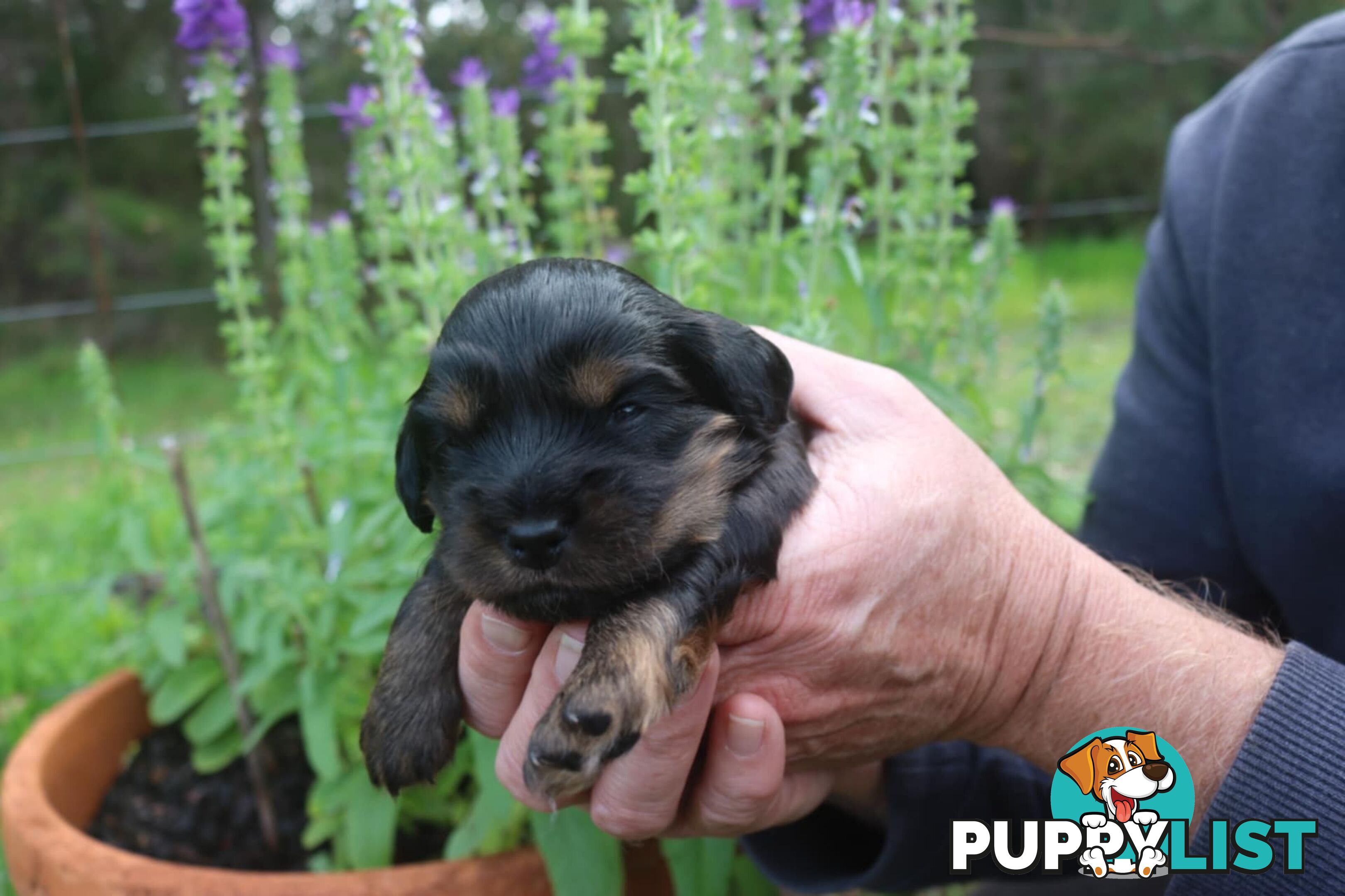 Toy Cavoodle x Cocker Spaniel Puppies