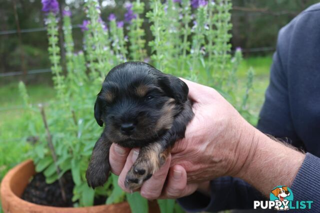 Toy Cavoodle x Cocker Spaniel Puppies