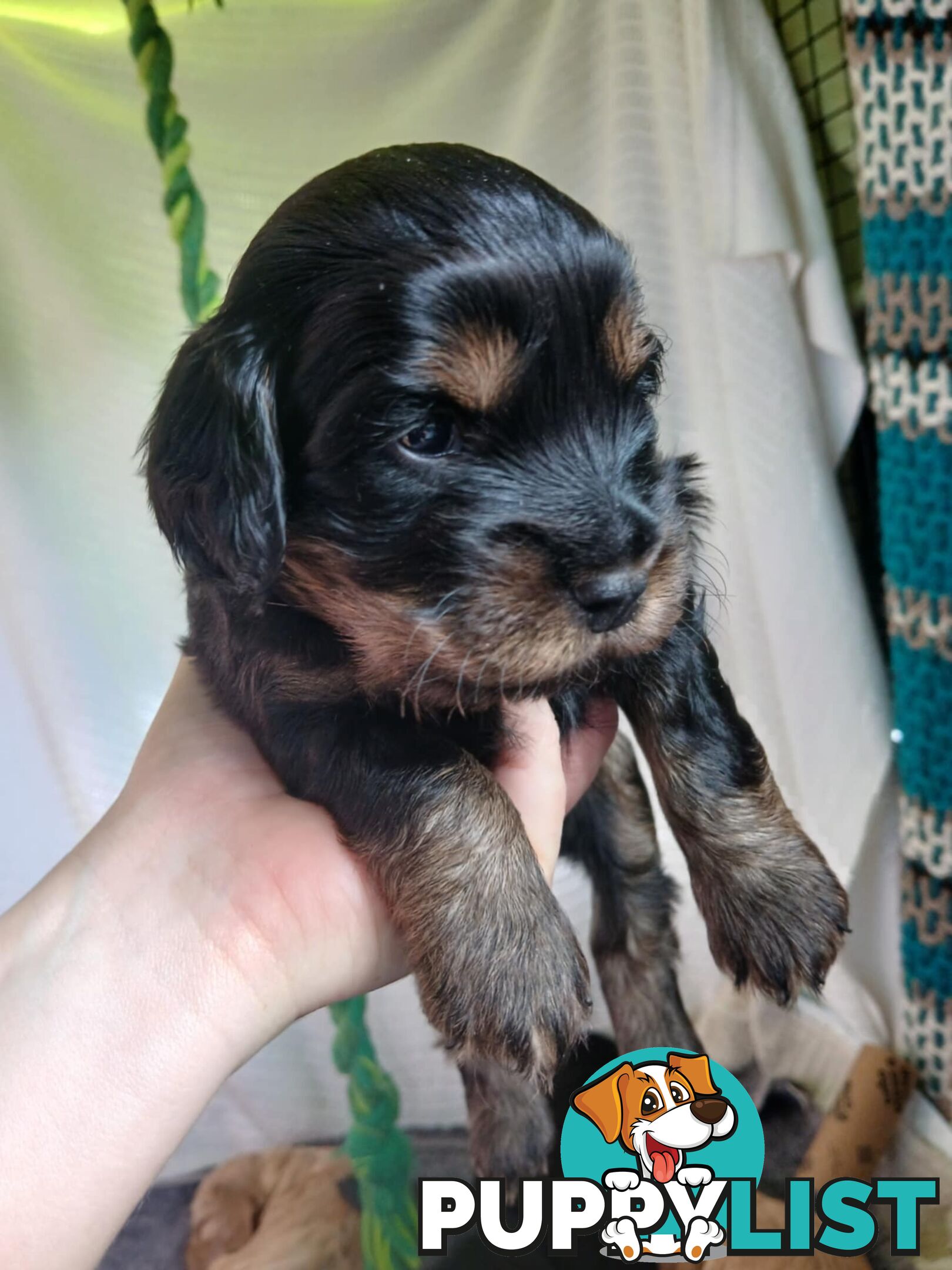 Toy Cavoodle x Cocker Spaniel Puppies