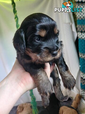 Toy Cavoodle x Cocker Spaniel Puppies