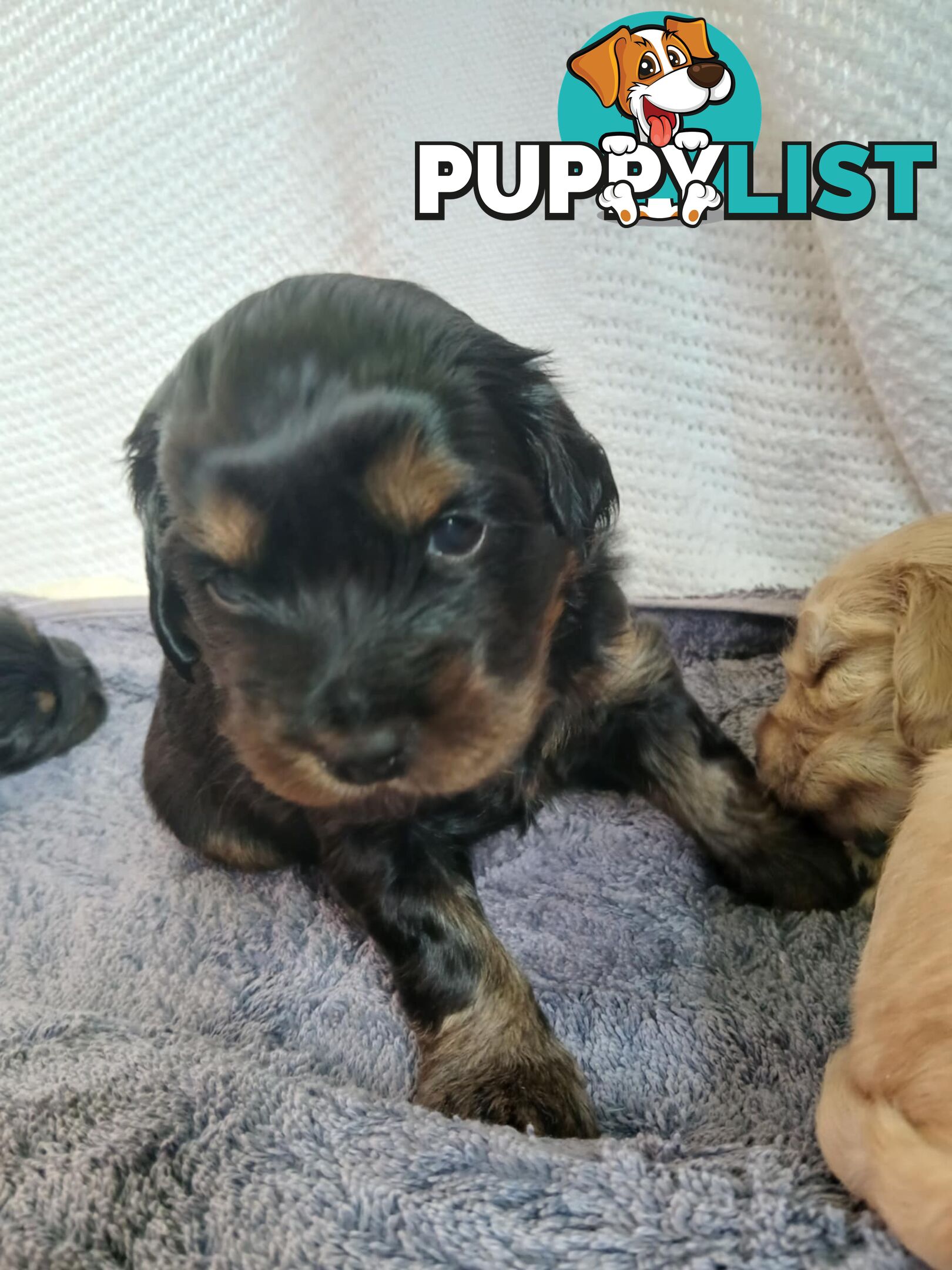 Toy Cavoodle x Cocker Spaniel Puppies