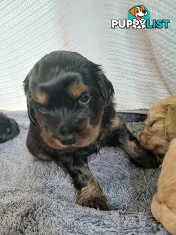 Toy Cavoodle x Cocker Spaniel Puppies