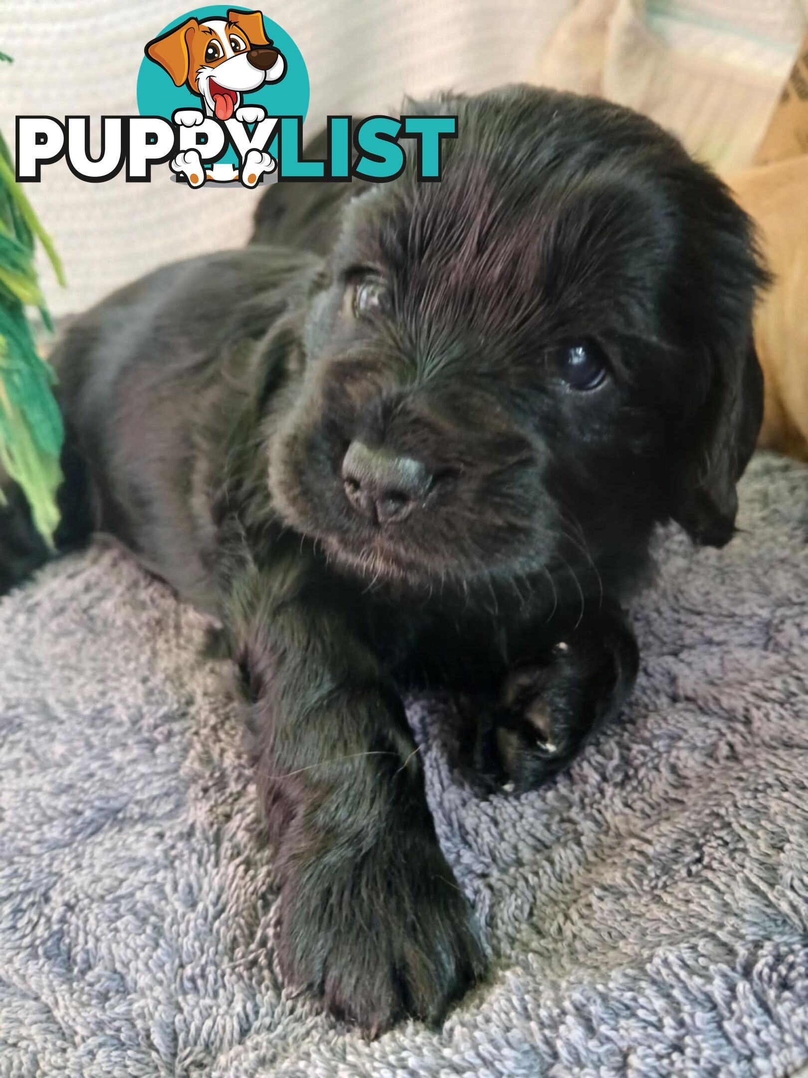 Toy Cavoodle x Cocker Spaniel Puppies