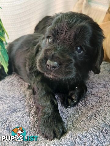Toy Cavoodle x Cocker Spaniel Puppies