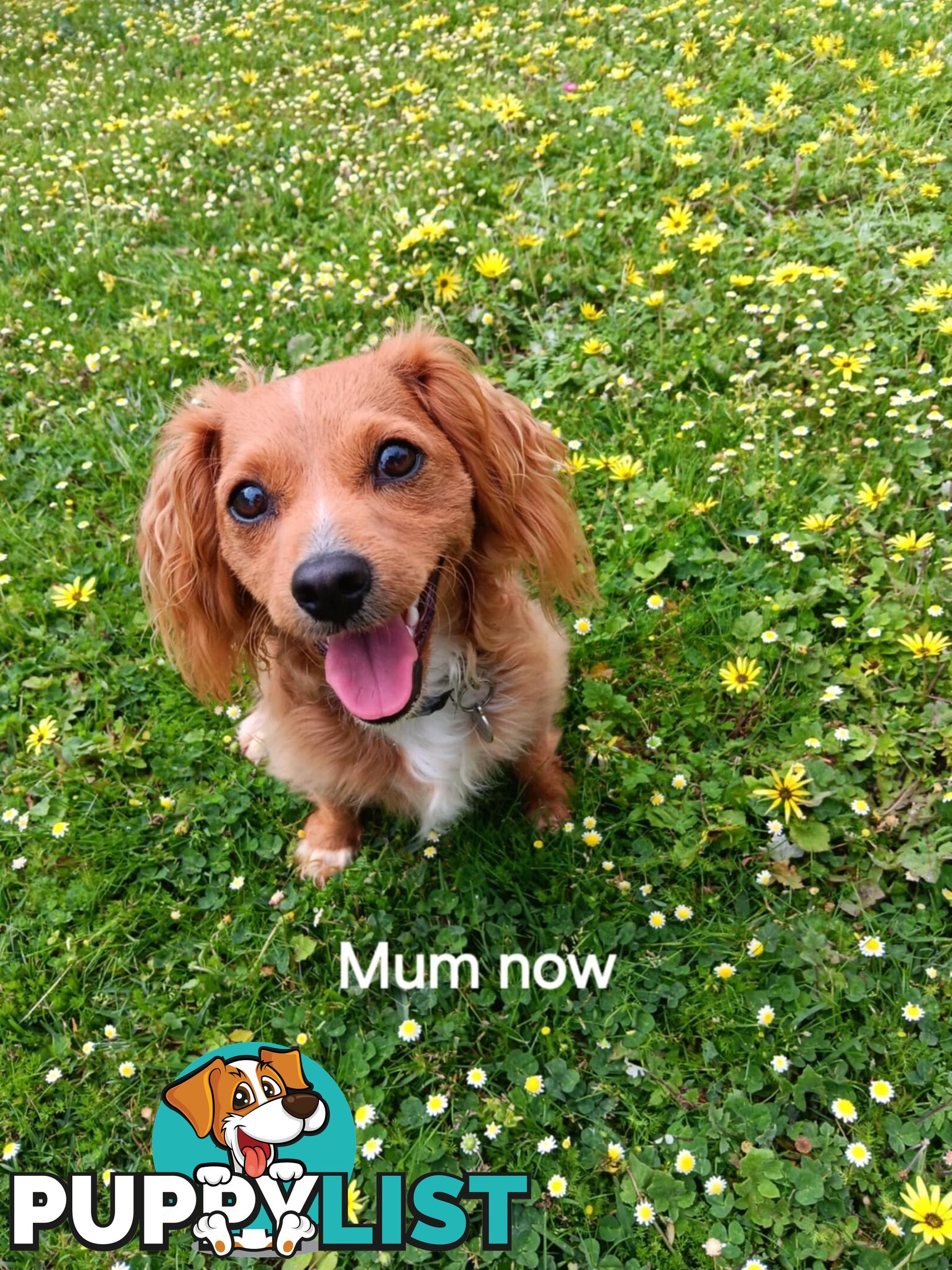 Toy Cavoodle x Cocker Spaniel Puppies
