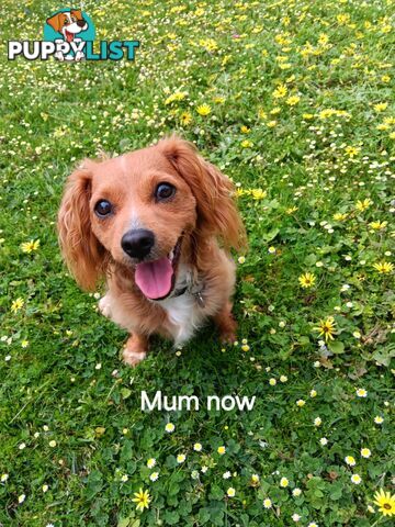 Toy Cavoodle x Cocker Spaniel Puppies