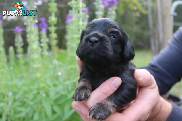 Toy Cavoodle x Cocker Spaniel Puppies