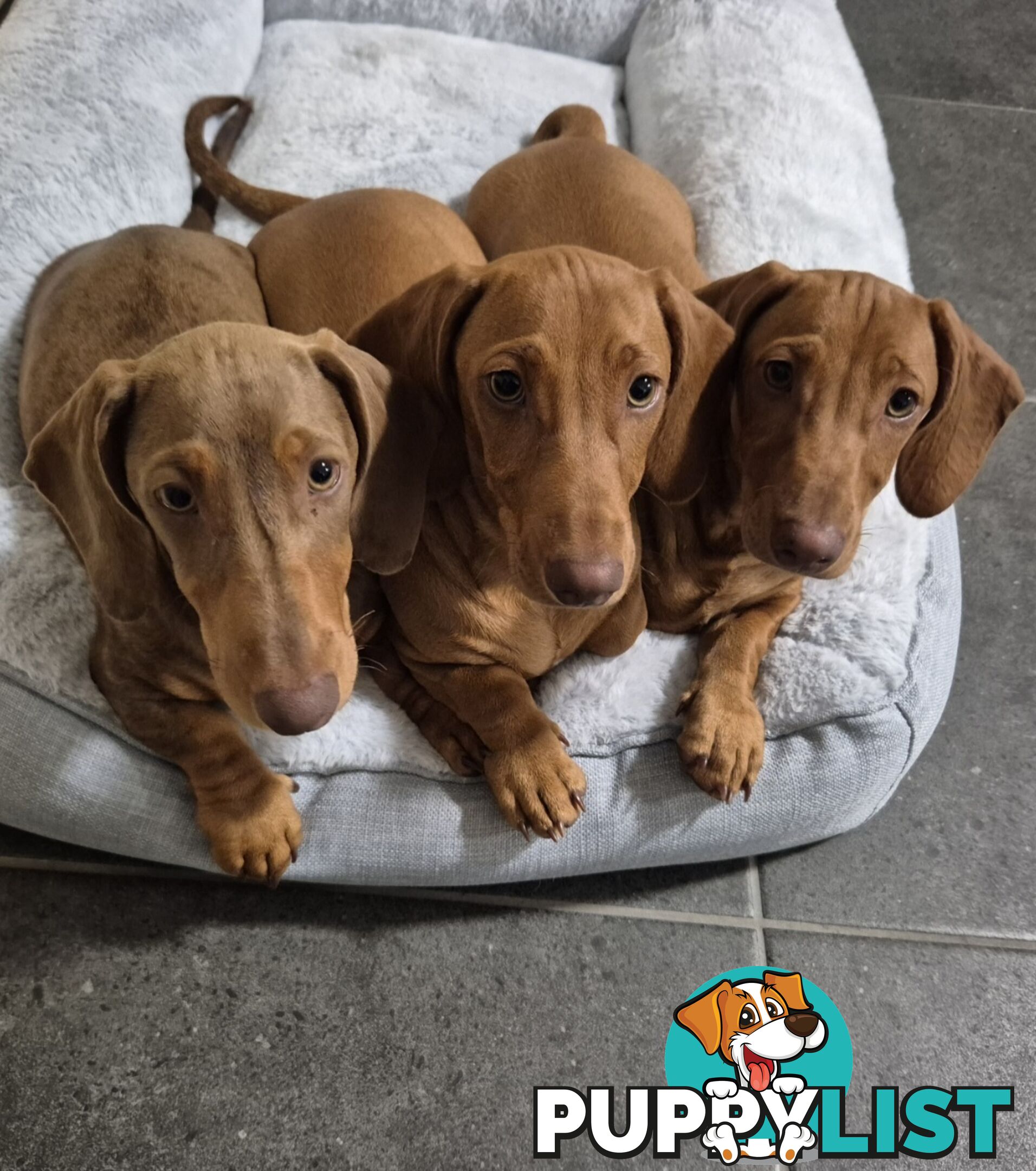 Mini Dachschund Dashie Male Pup