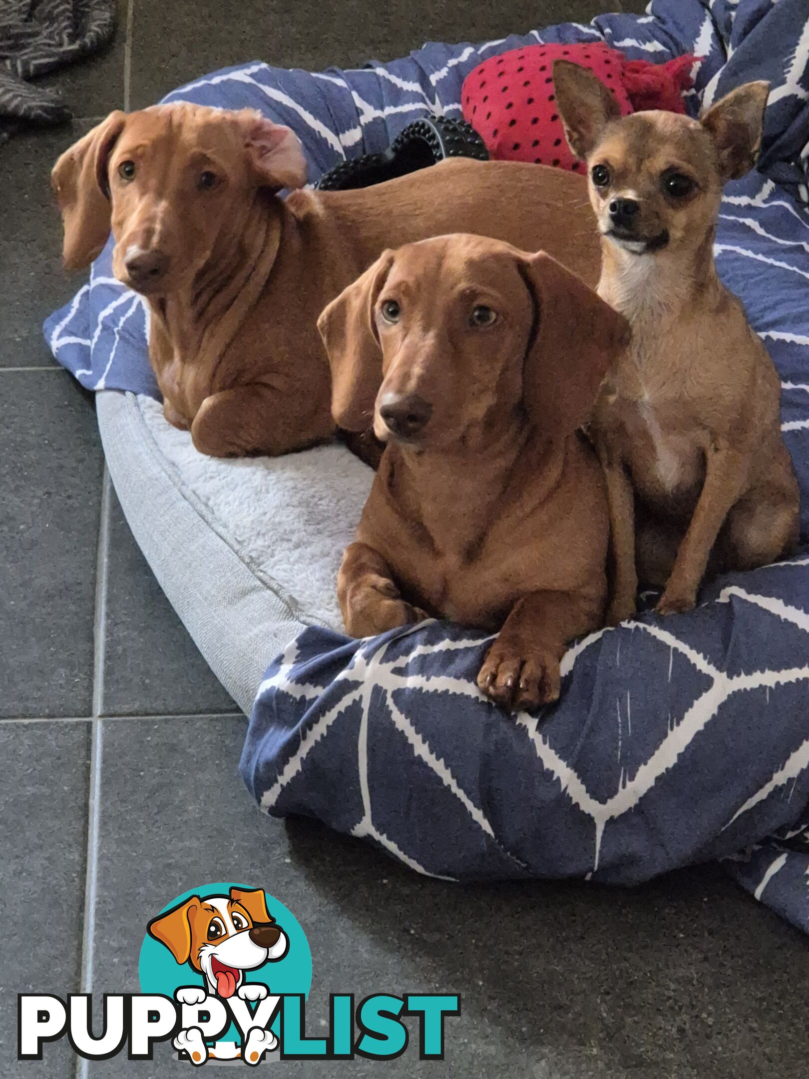 Mini Dachschund Dashie Male Pup