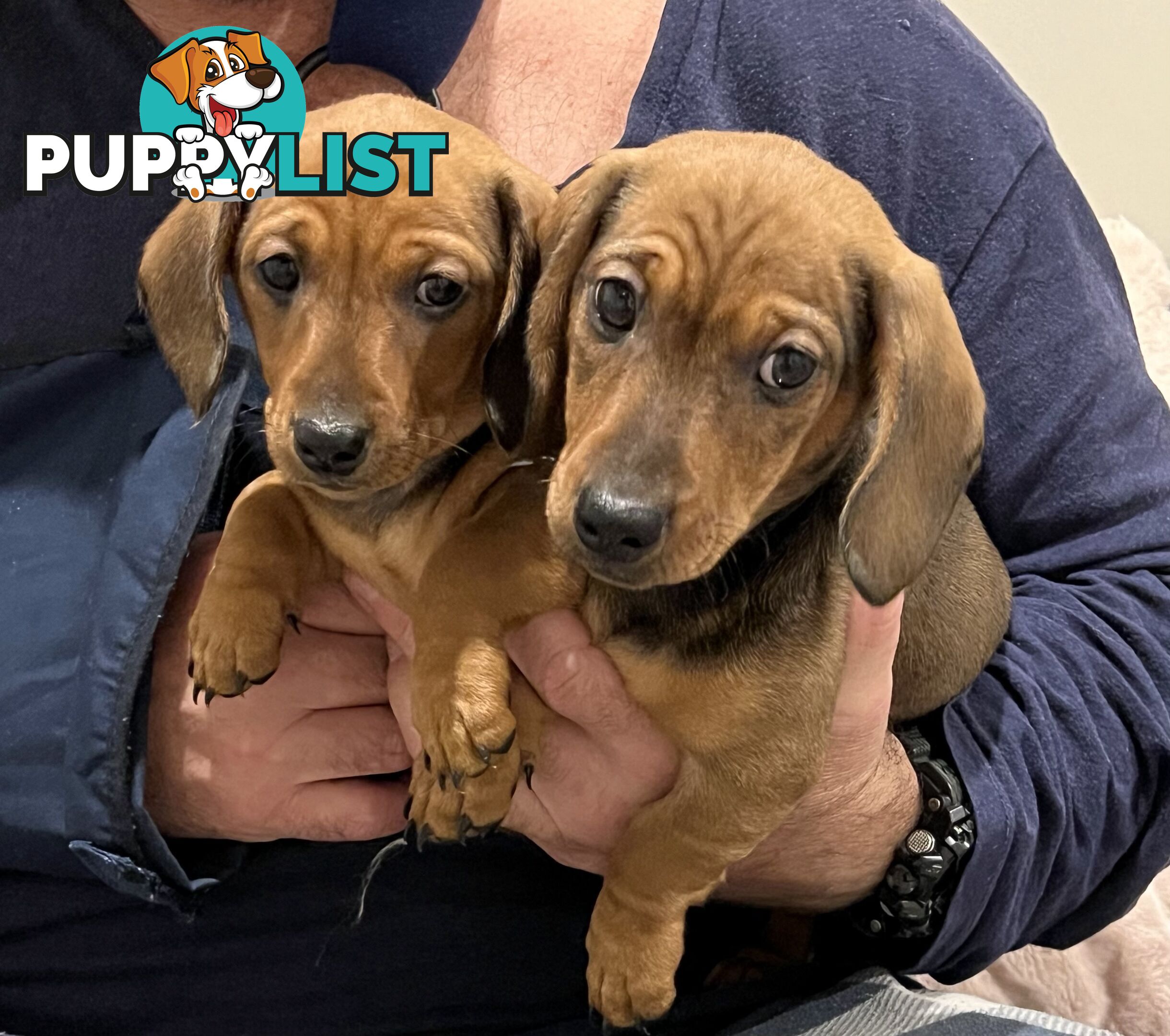 Purebred Miniature Dachshund Puppies