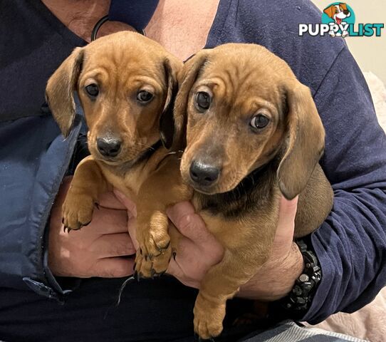 Purebred Miniature Dachshund Puppies