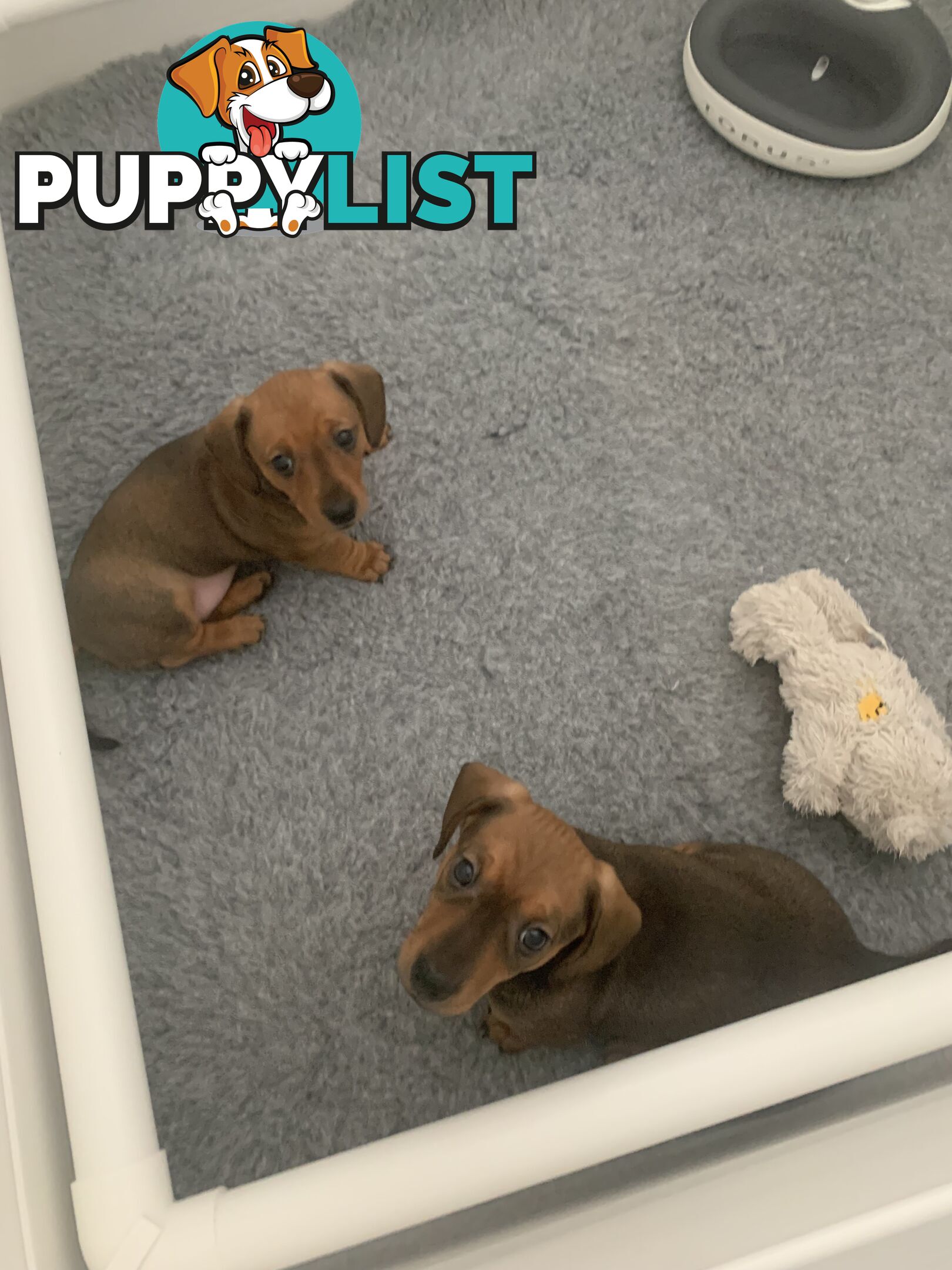 Purebred Miniature Dachshund Puppies