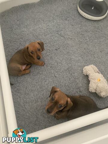 Purebred Miniature Dachshund Puppies