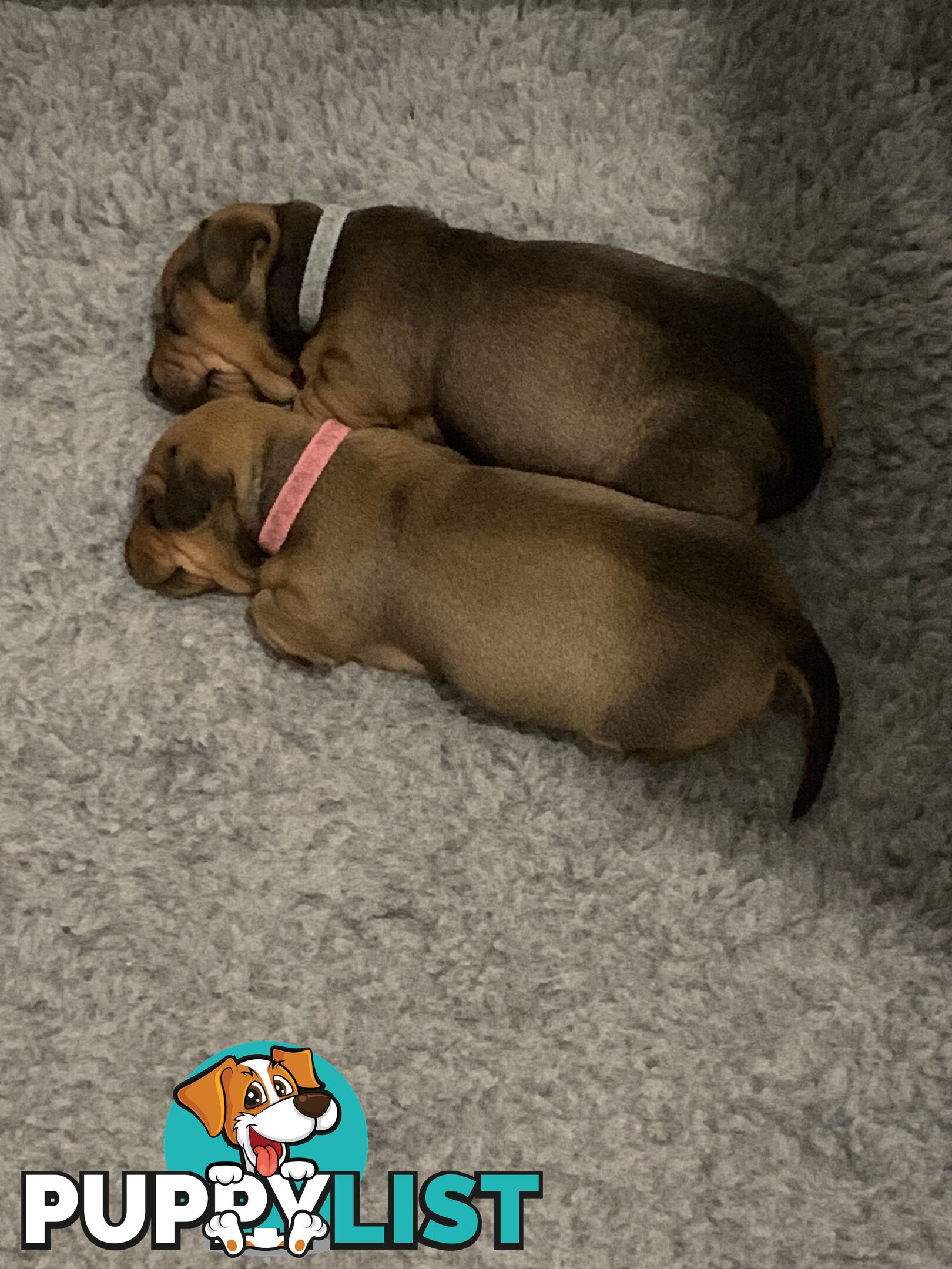 Purebred Miniature Dachshund Puppies