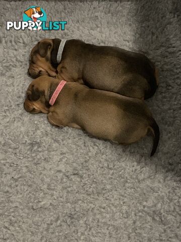 Purebred Miniature Dachshund Puppies