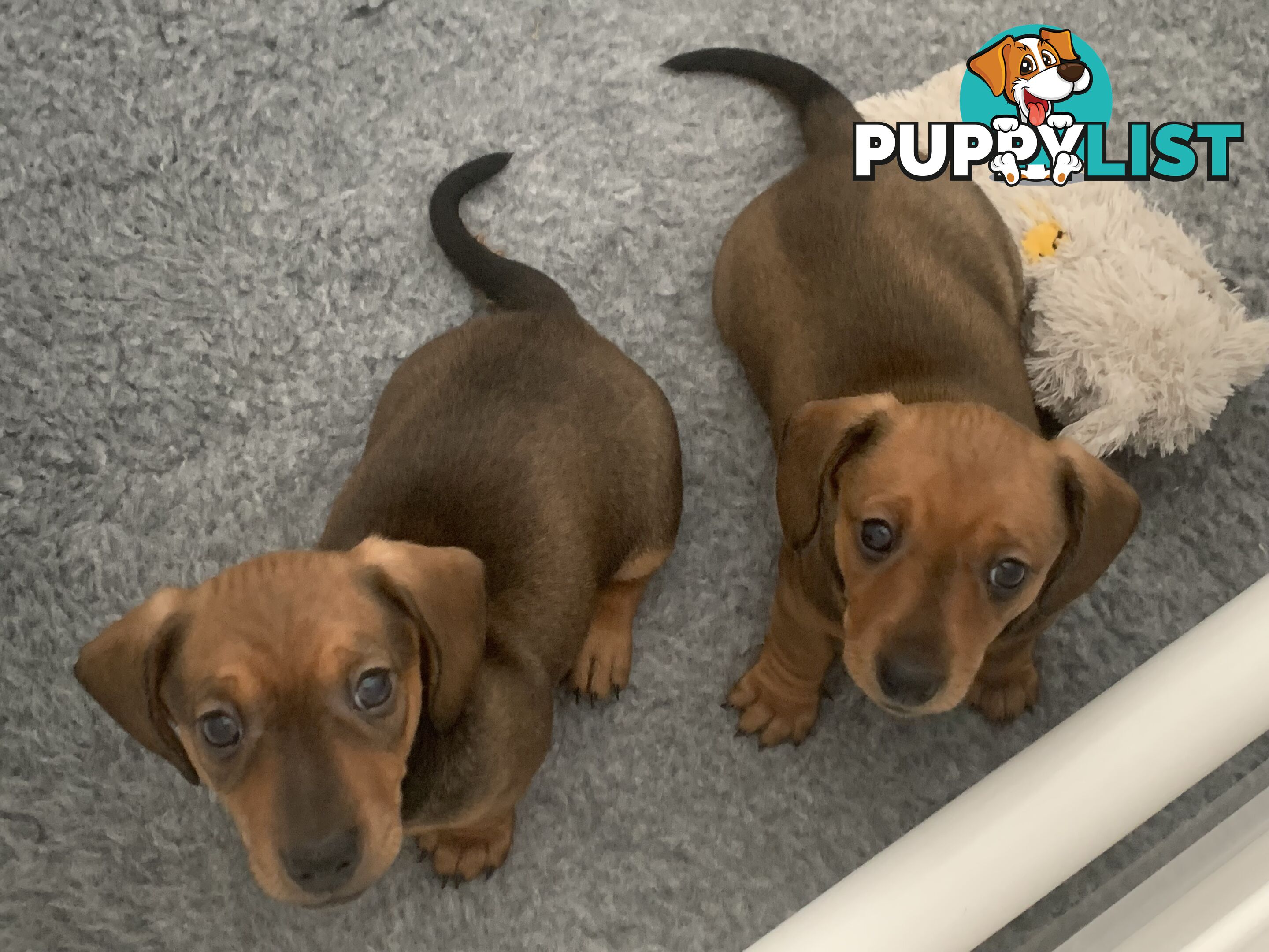 Purebred Miniature Dachshund Puppies