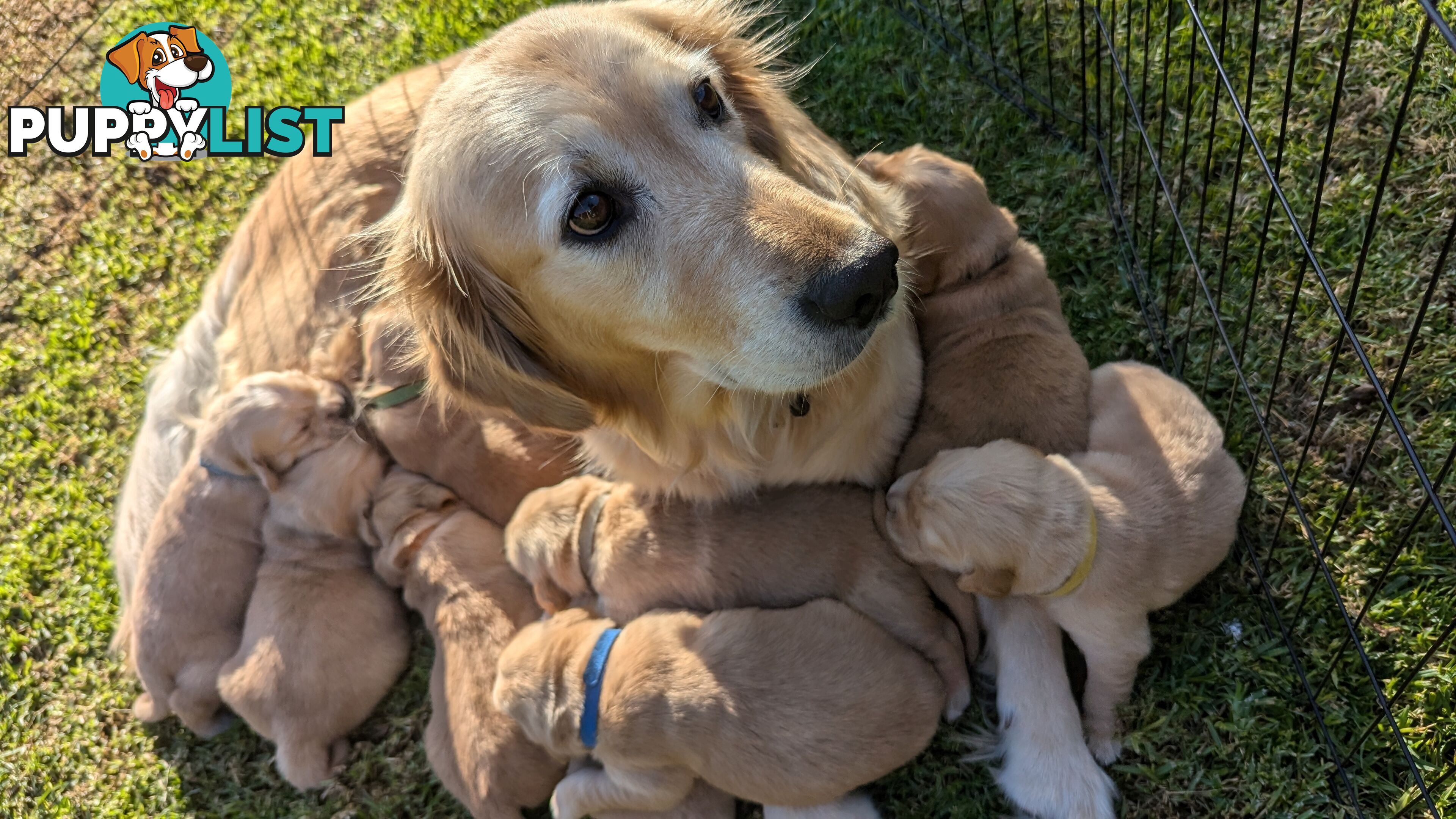 Pure Golden Retriever Puppies