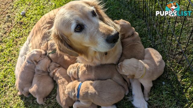 Pure Golden Retriever Puppies