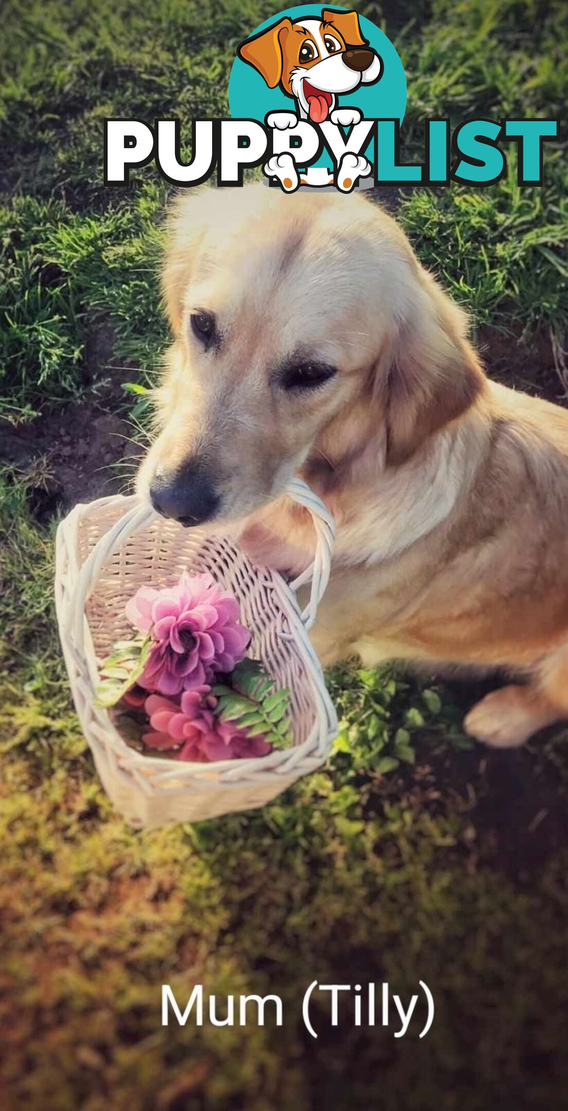 Pure Golden Retriever Puppies