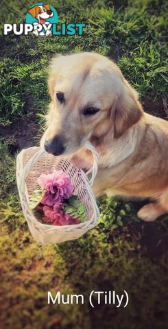 Pure Golden Retriever Puppies