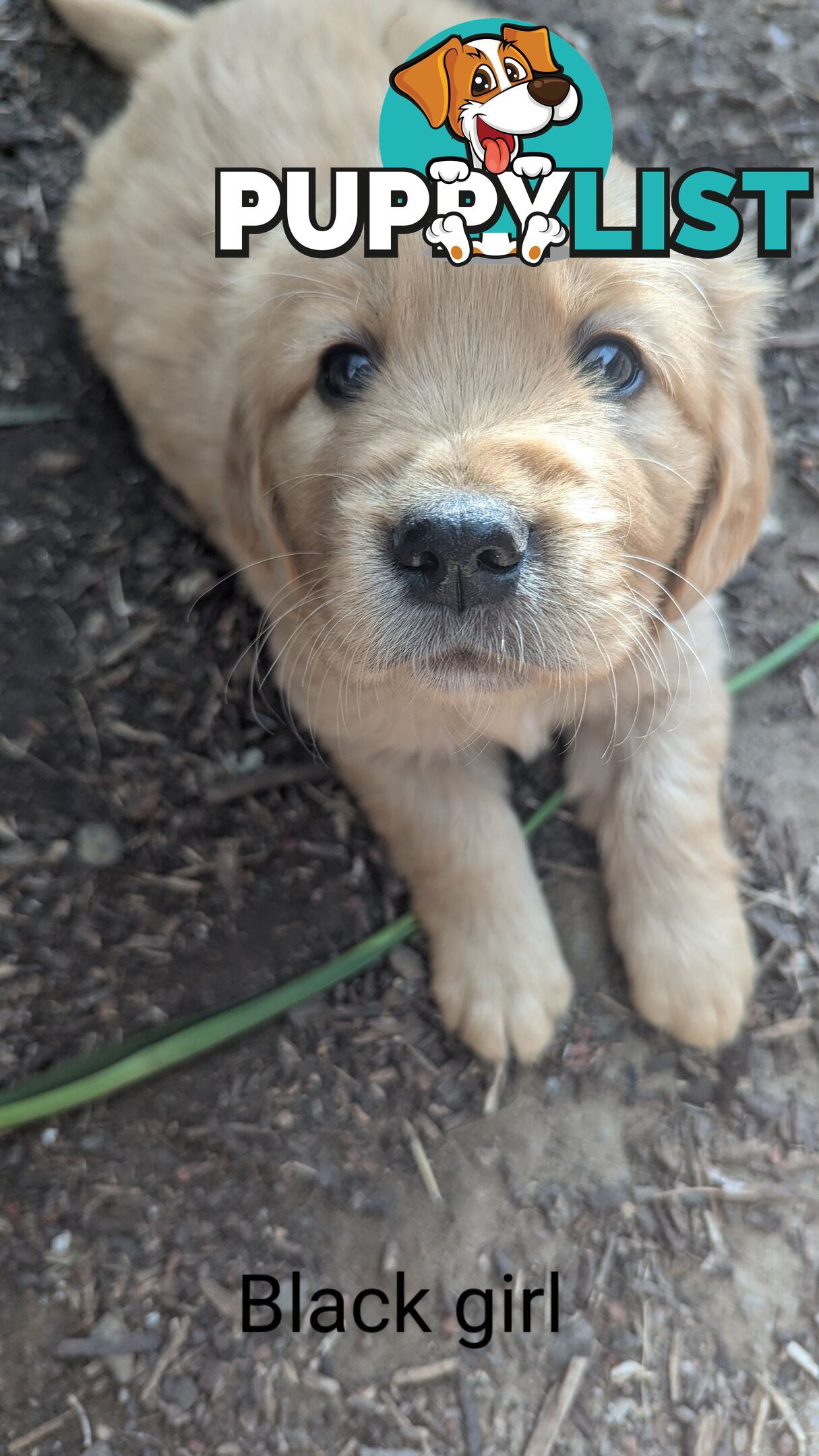 Pure Golden Retriever Puppies